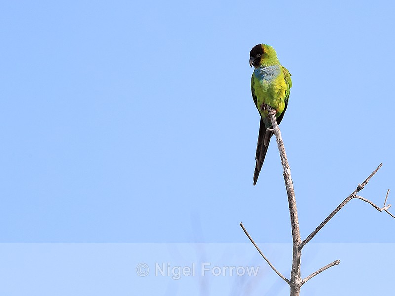 Black-hooded Parakeet, Fort De Soto Park, Florida - Black-hooded Parakeet