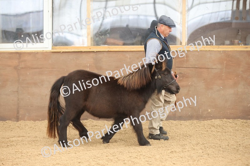 20251109-0003 - Class 2 - Yearling, Colt, filly or gelding