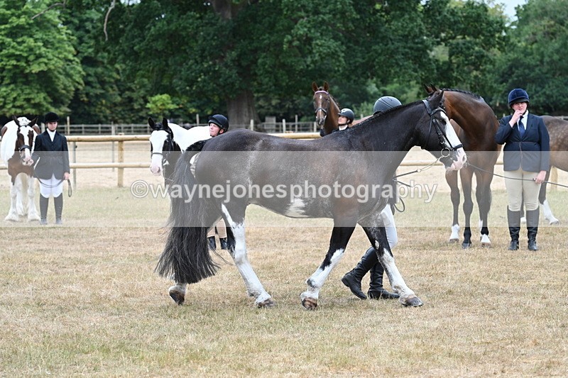 WJ7_9857 - Class 5a Most Handsome Gelding (above 14.2hh)