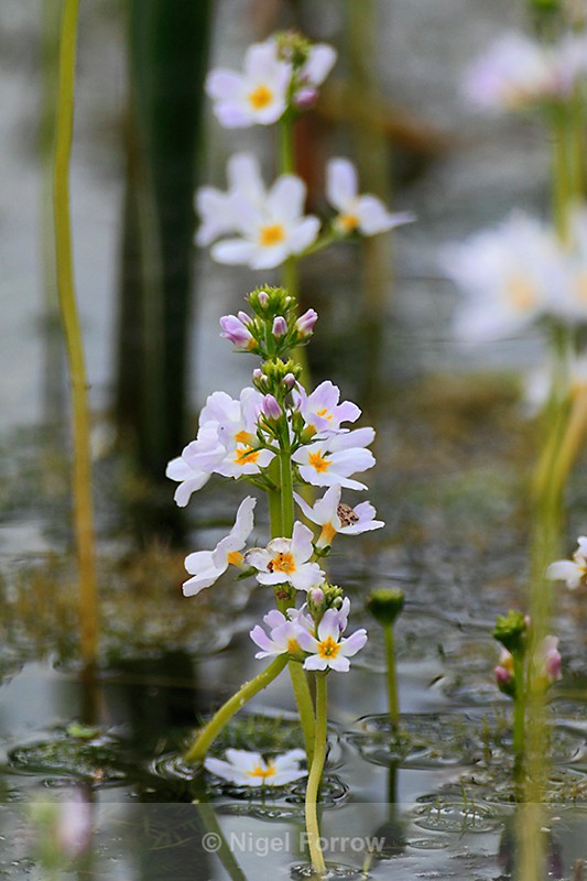 Water Violet, Otmoor - PLANTS