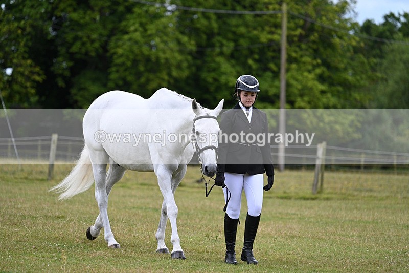 WJ7_6942 - Class 5a Most Handsome Gelding in Hand
