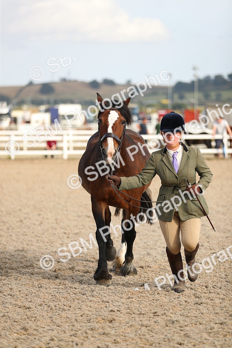 SBM_08624 - Class 28 - IH Veteran Horse