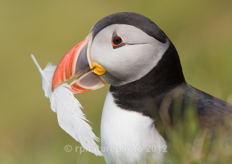 Puffin - Fratercula arctica RPNP0055 - Birds