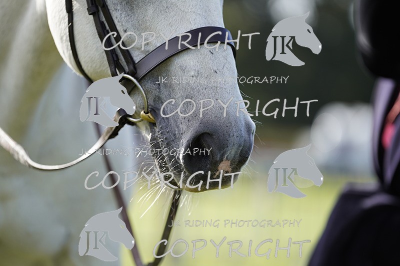 _DSC9567 - Class 8 & 17 Ridden Hunter & Ridden Hunter Pony