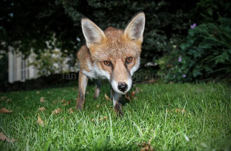 Urban Fox_Bristol_0234 - Urban Foxes, Bristol, Great Britain