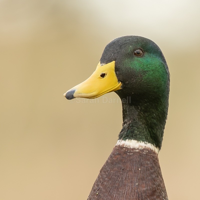 Mallard SD2546 - Greeting Cards