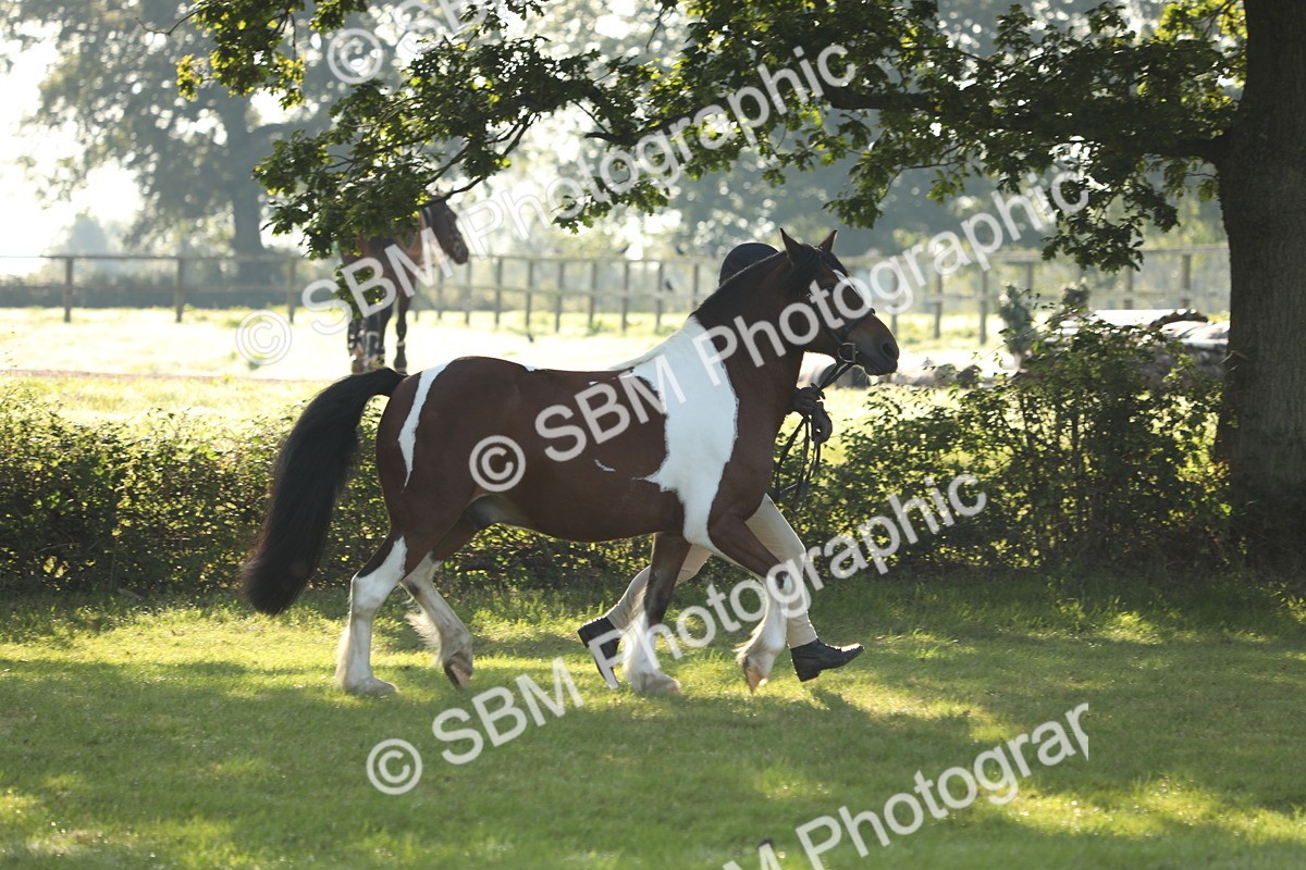 SBM_60838 - S43 - Coloured Pony In Hand