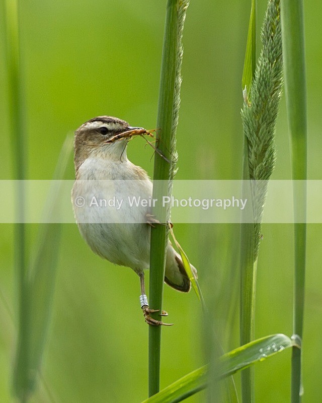 20110618-IMG_6004 - Sedge Warbler