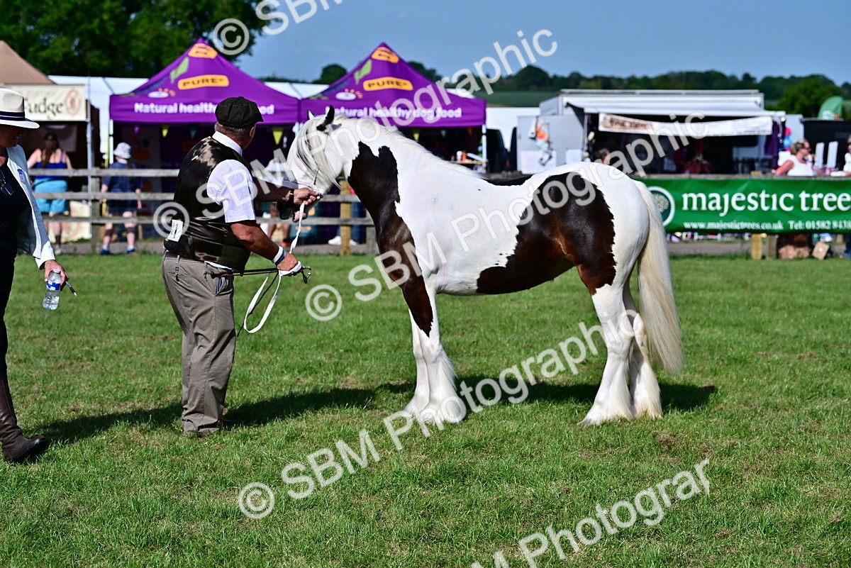 SBM_10034 - Class 63-65 - Traditional Gypsy Cobs In Hand & Ridden