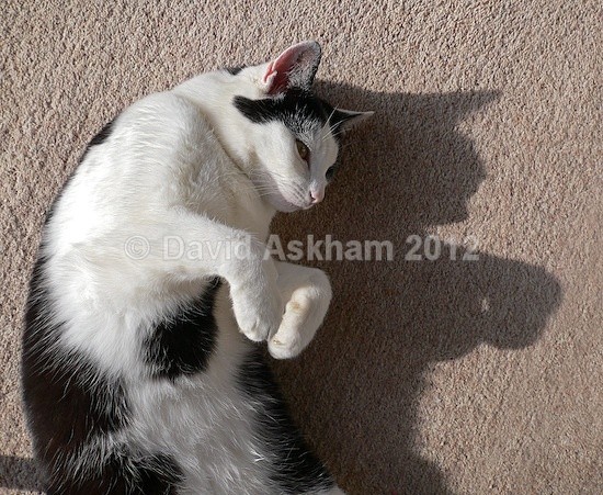 Shadow play - Pets