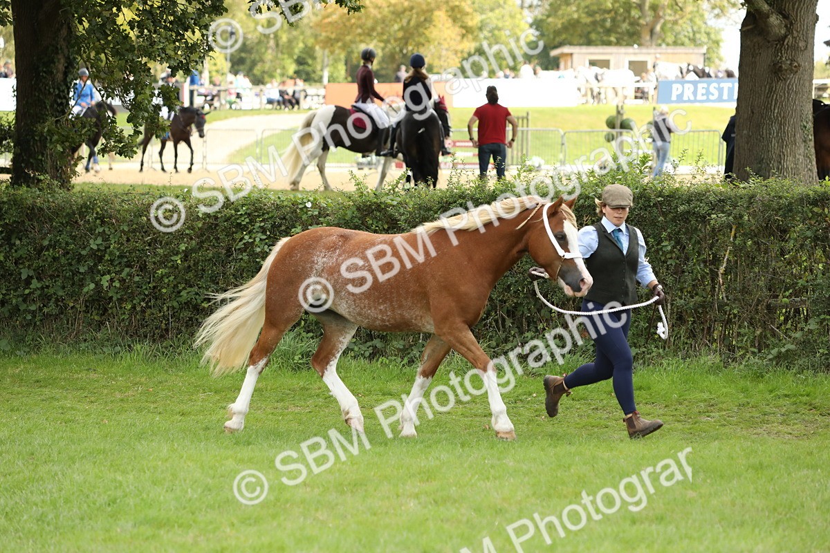 SBM_65390 - S47 - Mountain & Moorland In Hand Large Breeds