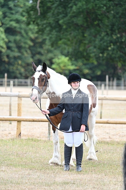 WJ7_9767 - Class 5a Most Handsome Gelding (above 14.2hh)