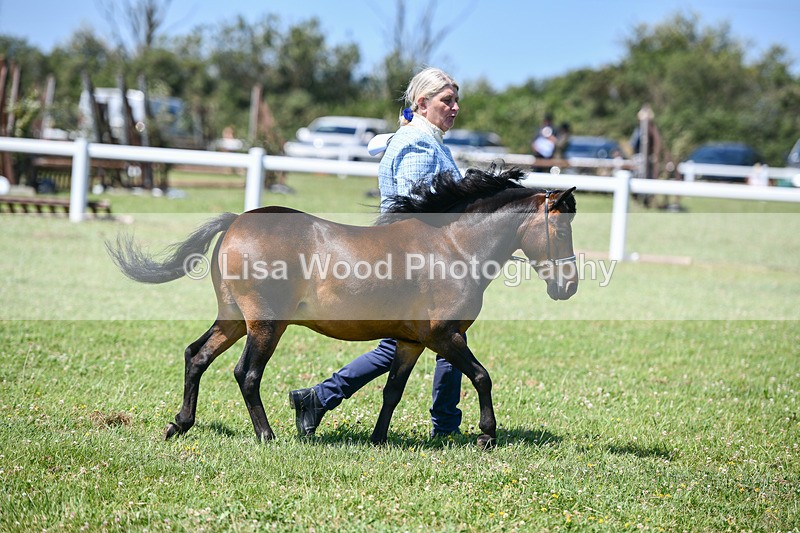DSC_7113 - Class 61: Miniature Horse 4yrs & over