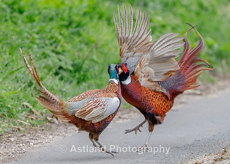 Astland Photography, Bird and Wildlife Images, Susan and Peter Wilson, U.K.