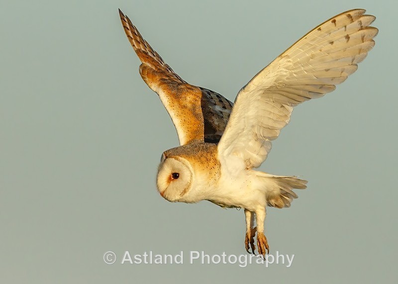 Astland Photography, Bird and Wildlife Images, Susan and Peter Wilson, U.K.