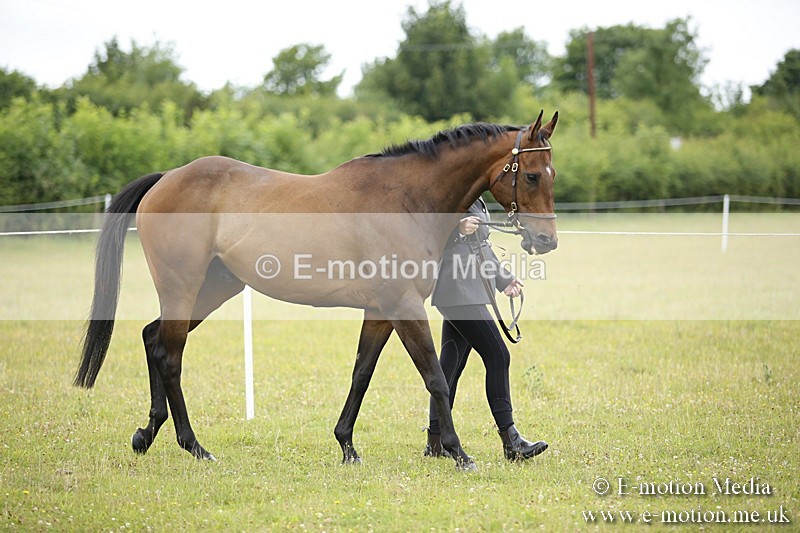 BVR160717-45 - Ring 1 BVRC Show 16/07/17