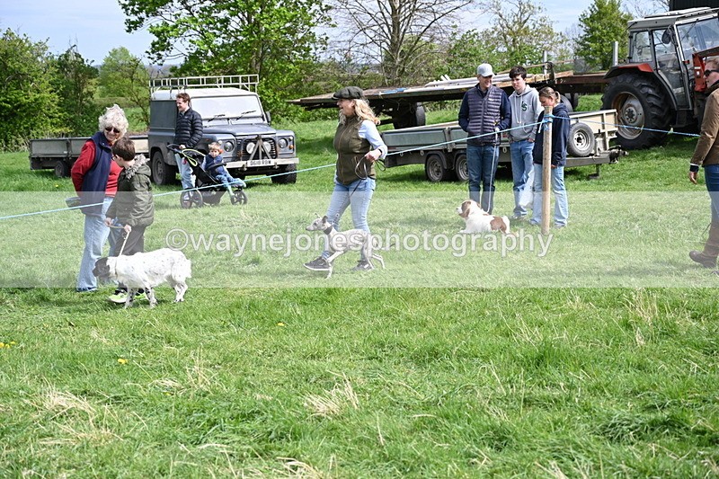 WJ6_8894 - Class 8 Best Working / Gun Dog or Bitch