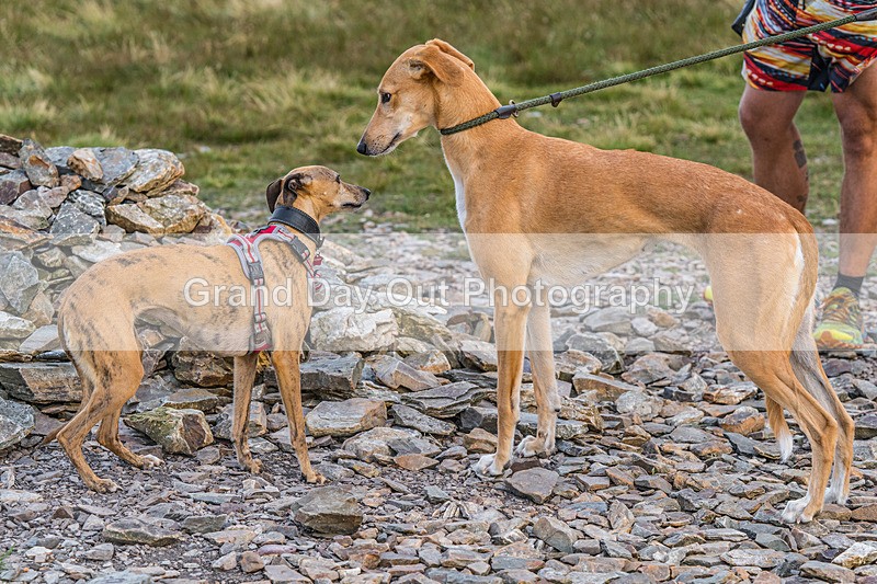 Fellside-468 - Fellside Fell race Wednesday 22nd July 2026