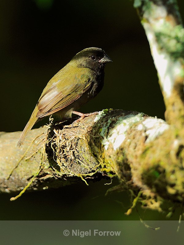 Black-faced Grassquit (male) - Black-faced Grassquit