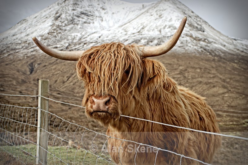 DSC04044 - Skye
