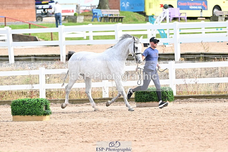 240717A-165742-03563 - Trot Up 4pm to 5pm