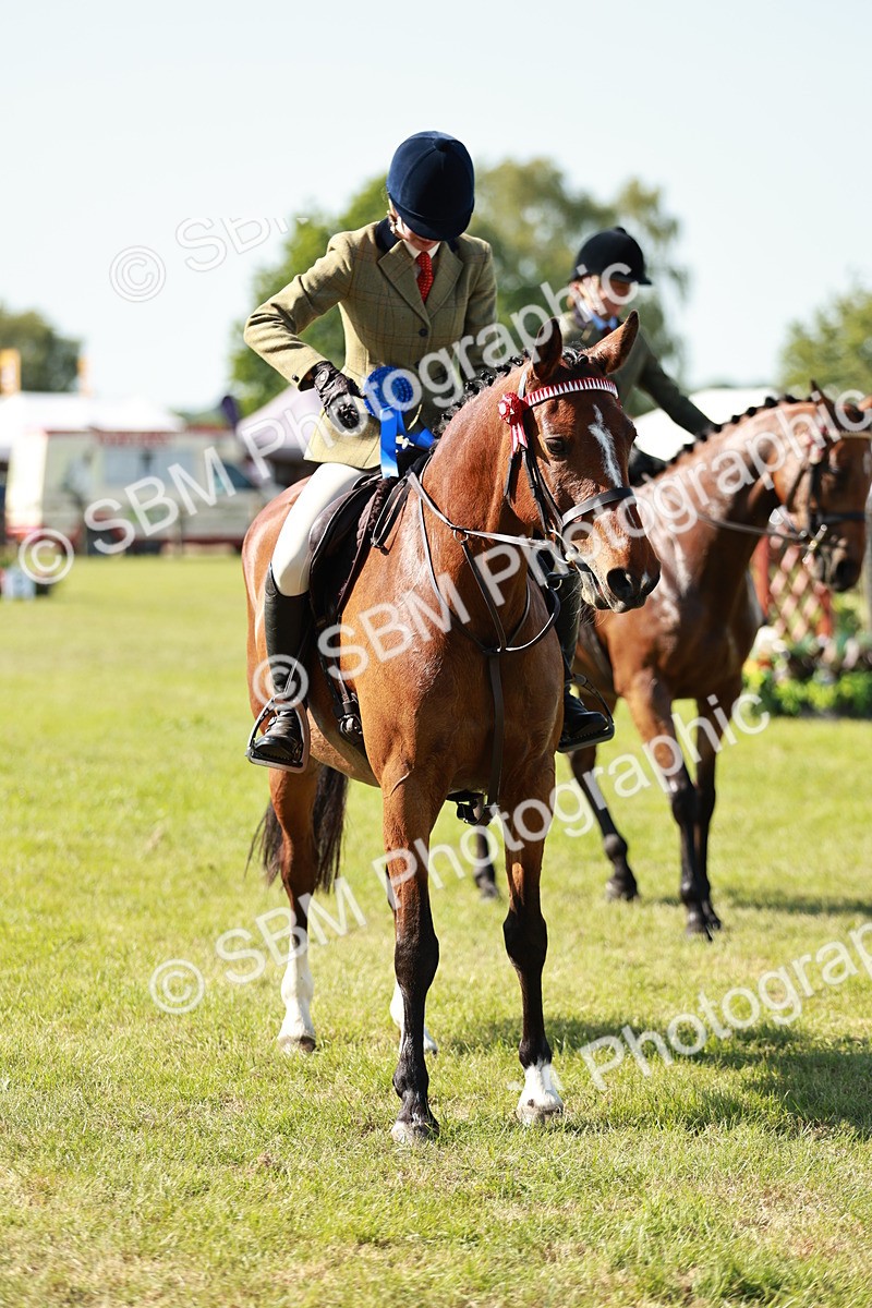 SBM_18944 - Class 114 - RIHS & SEIB Open Working Show Horse