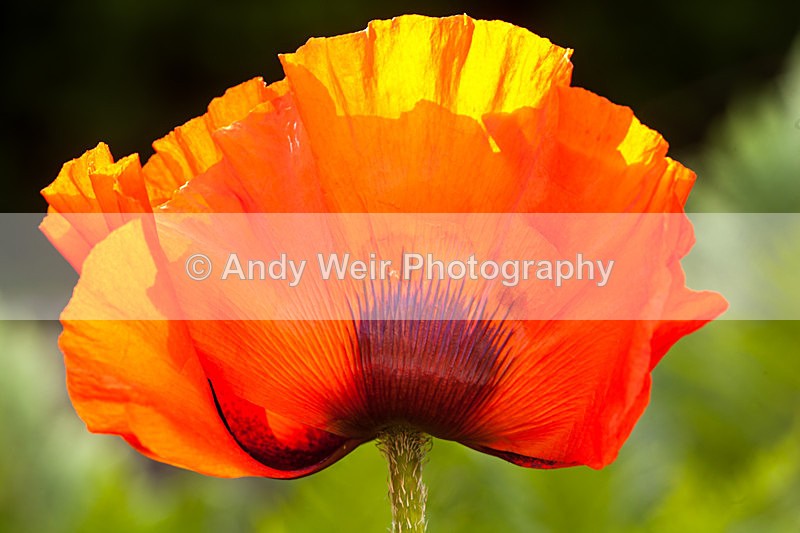 20130621-_MG_4357 - Plants & Flowers