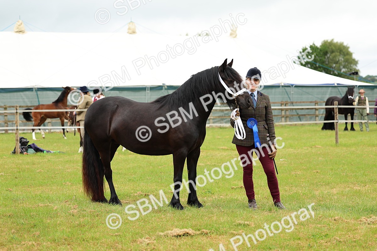 SBM_00443 - Class 58-67 - M&M Non Welsh Pony In hand