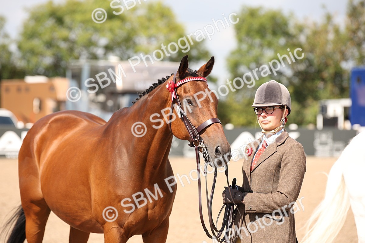 SBM_03430 - Class 18 Handsomest Gelding (IH or Ridden)