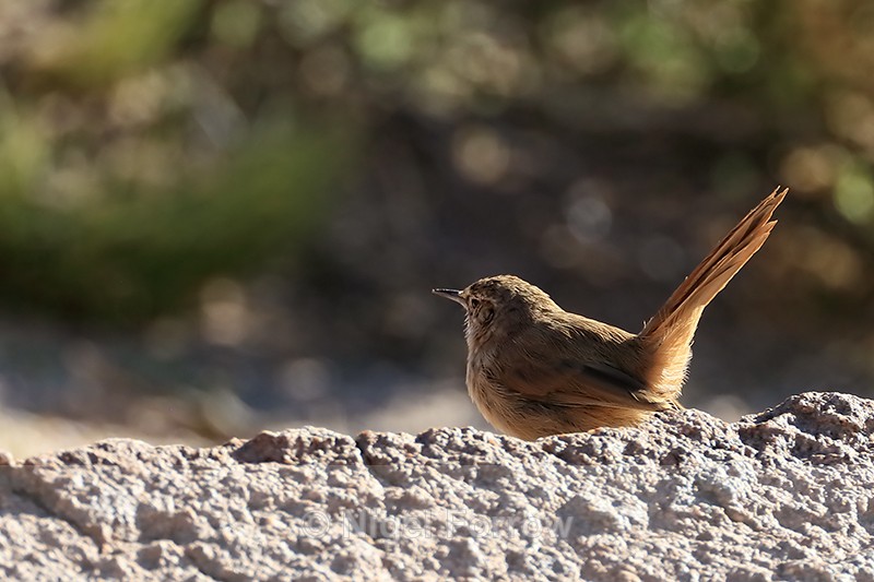 Cordilleran Canastero, Machuca, Antofagasta, Chile - Cordilleran Canastero