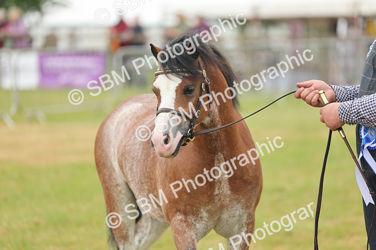 SBM_01691 - Class 50-57 - M&M Welsh Pony In Hand