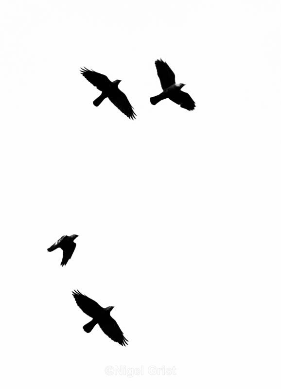  - Wildlife
