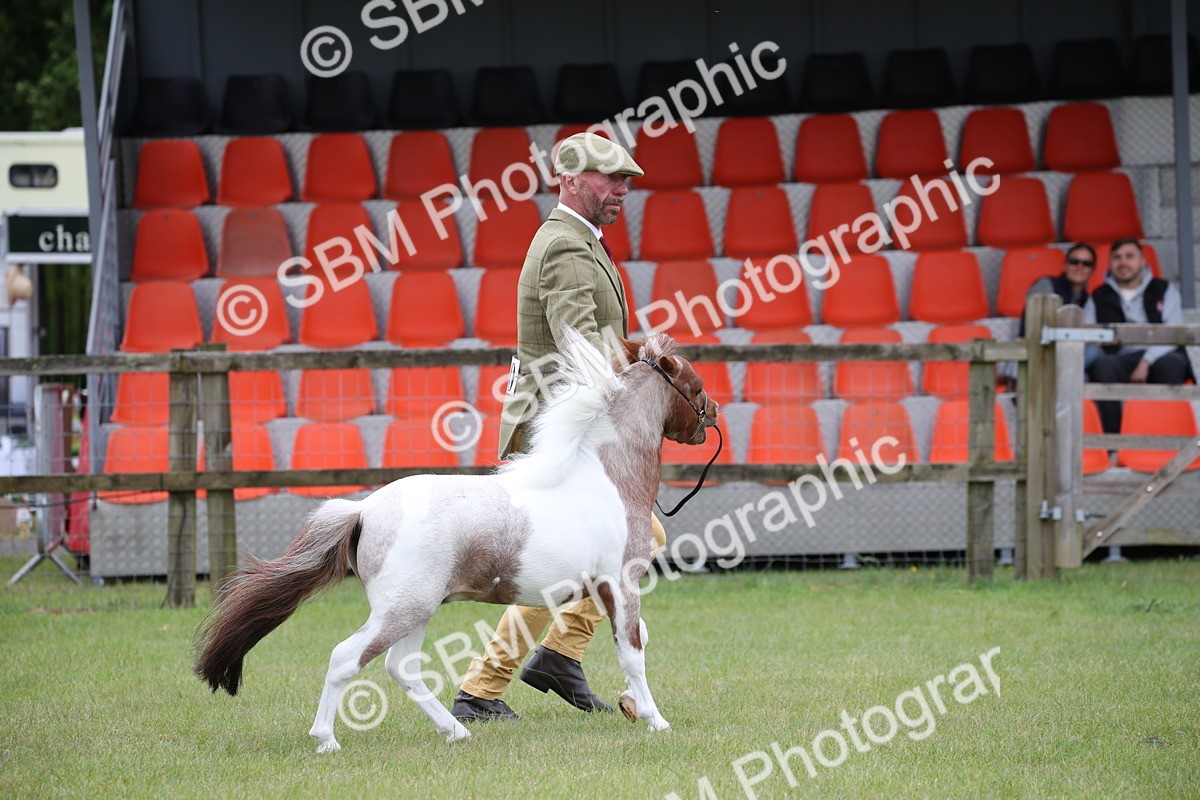 SBM_03714 - Class 23-25 - British Miniature Horse of the Year