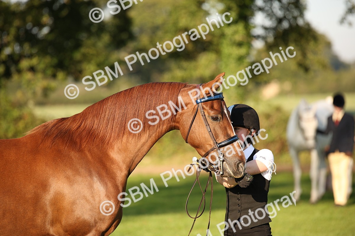 SBM_57563 - S50 - Foreign Breeds In Hand