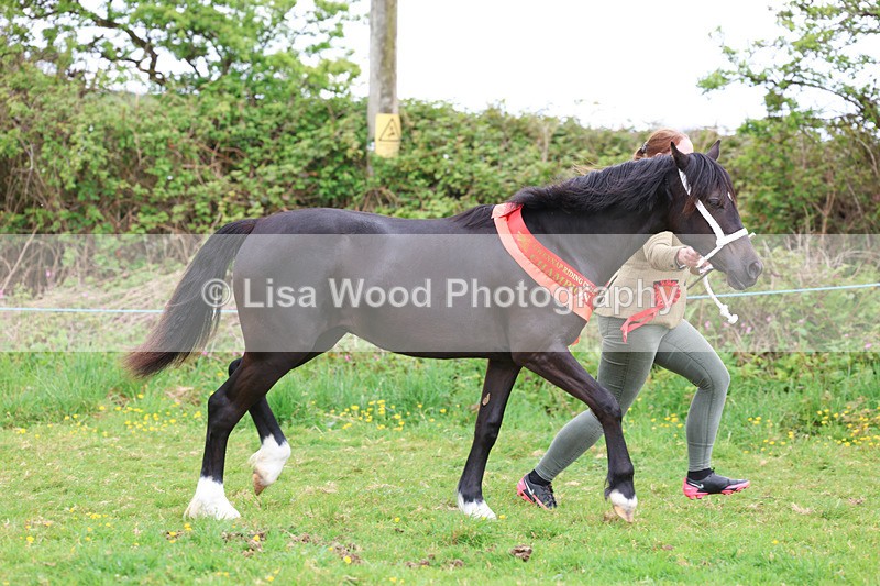 3E7A0936 - In Hand Championship