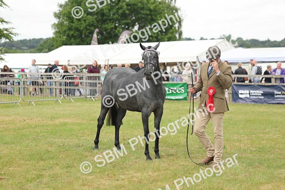 SBM_05583 - Class 68-73 - Riding Pony Breeding