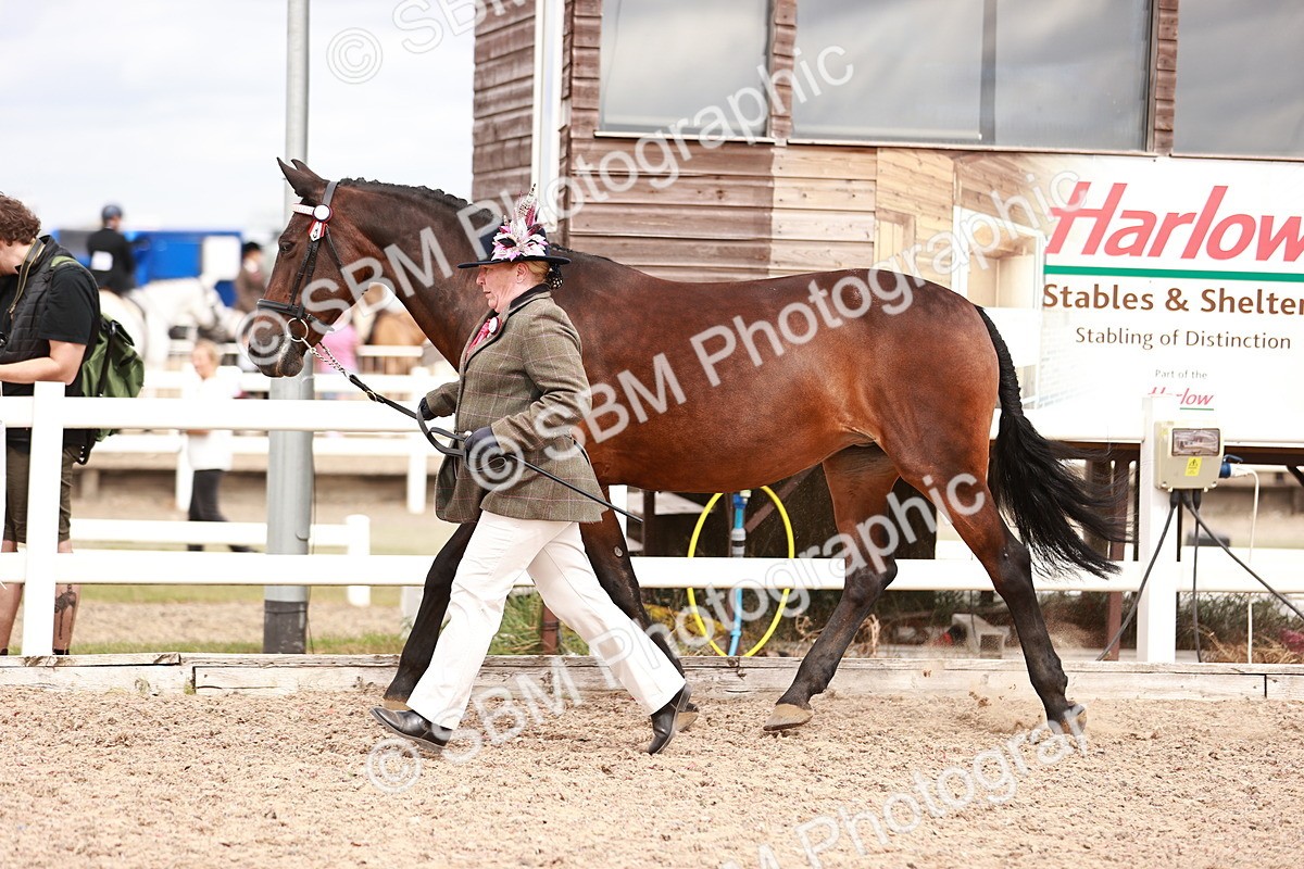 SBM_16337 - Class 413 - Best Condition - Adult