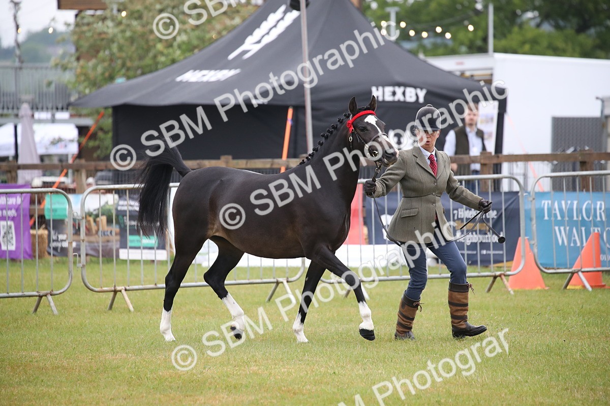 SBM_00048 - Class 17-20 - Arab & Part Bred - Anglo Arab In Hand