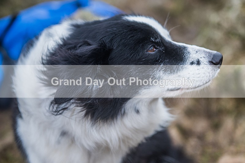 LSH-1009 - Loughrigg Silverhow Fell Race Sunday 4th February 2024