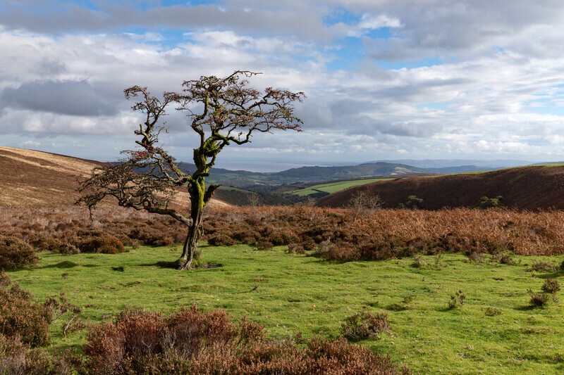 The Hawthorn bears a berry - Exmoor