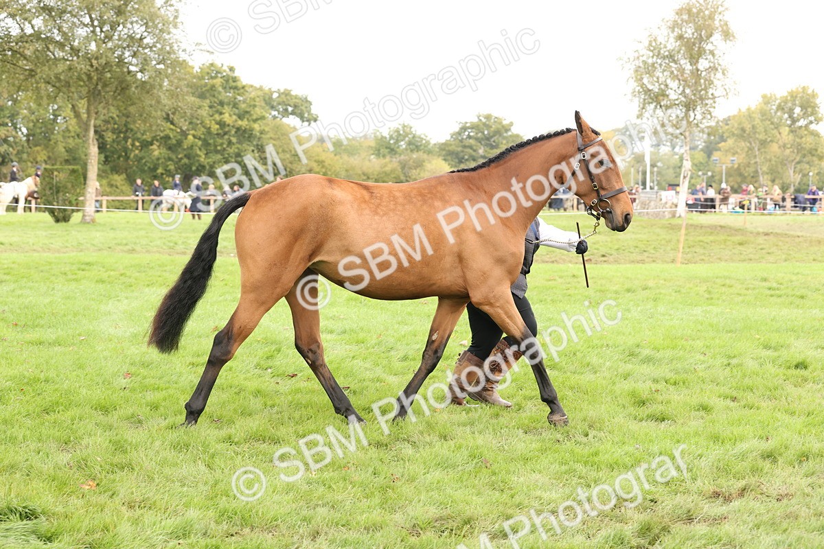 SBM_56255 - S55 - Other Coloured Horse In Hand