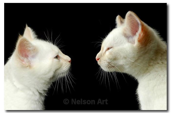 Birman Brothers - Cats & Dogs