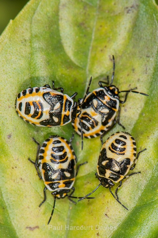  - Bugs: Macro insects