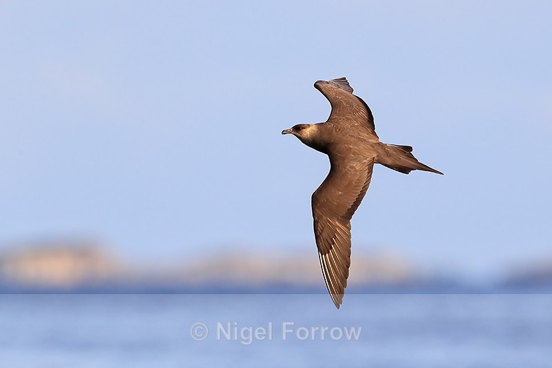 Arctic Skua flying, Flatanger, Norway - Arctic Skua