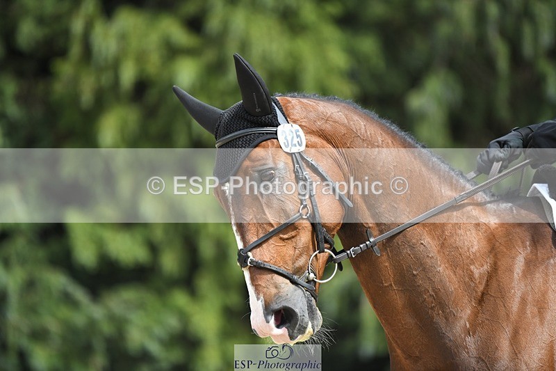 230525-150950-03201 - 325-LONESTAR-Thomas_Hawke-WEDTrotUp+DR