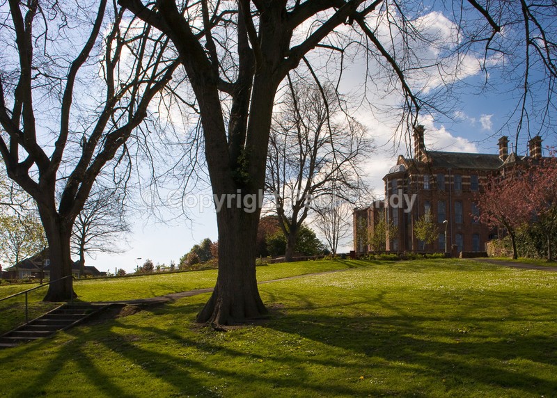 Bull Meadow, Exeter - Seeing the Wood AND the Trees