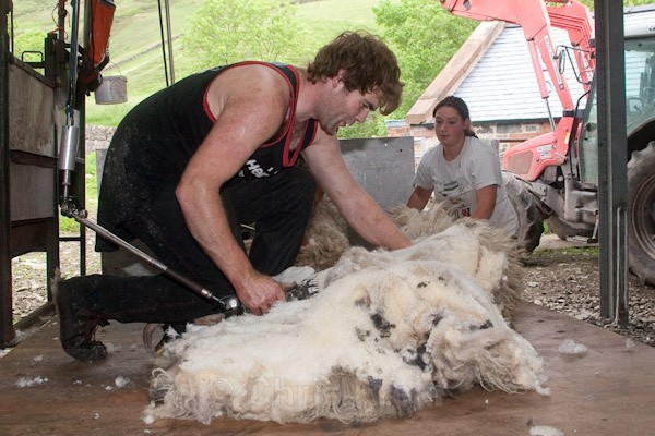 8 - Shearing at Glenwhargen Farm