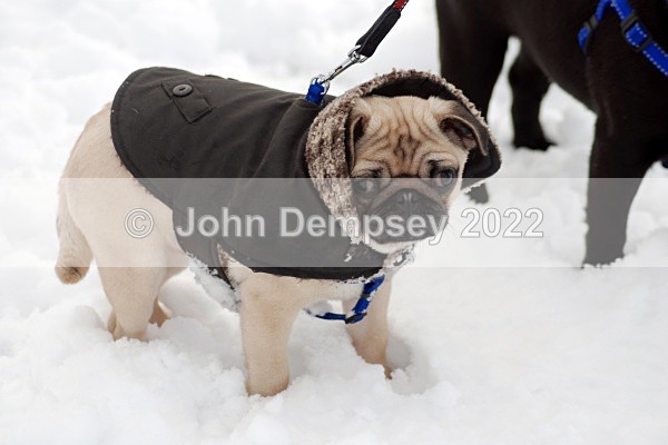 December Snow 6 - Walking the Dog