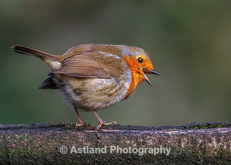 Astland Photography, Bird and Wildlife Images, Susan and Peter Wilson, U.K