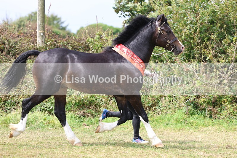 3E7A5782 - In Hand Championship